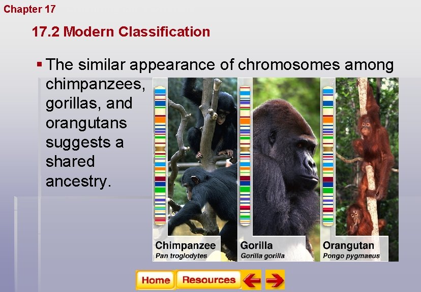 Chapter 17 Organizing Life’s Diversity 17. 2 Modern Classification § The similar appearance of