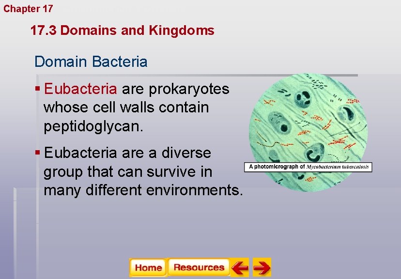 Chapter 17 Organizing Life’s Diversity 17. 3 Domains and Kingdoms Domain Bacteria § Eubacteria