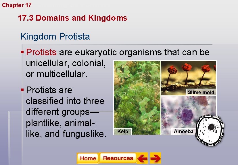 Chapter 17 Organizing Life’s Diversity 17. 3 Domains and Kingdoms Kingdom Protista § Protists