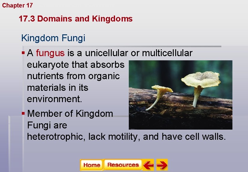 Chapter 17 Organizing Life’s Diversity 17. 3 Domains and Kingdoms Kingdom Fungi § A