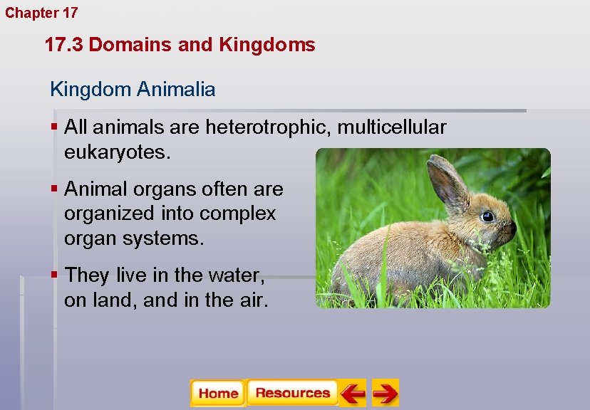 Chapter 17 Organizing Life’s Diversity 17. 3 Domains and Kingdoms Kingdom Animalia § All