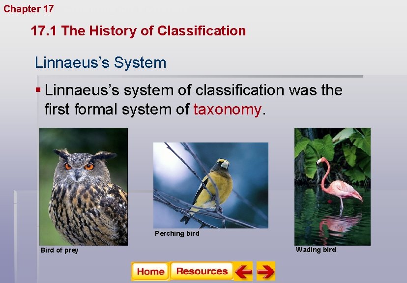 Chapter 17 Organizing Life’s Diversity 17. 1 The History of Classification Linnaeus’s System §