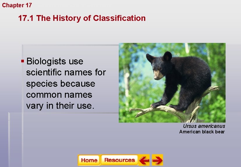 Chapter 17 Organizing Life’s Diversity 17. 1 The History of Classification § Biologists use