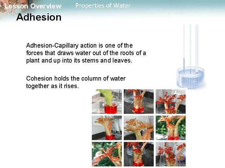 Lesson Overview Properties of Water Adhesion-Capillary action is one of the forces that draws