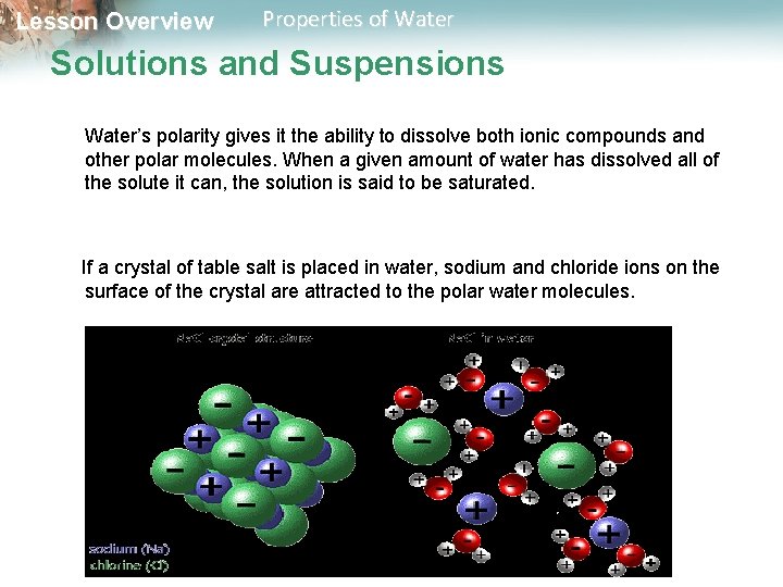 Lesson Overview Properties of Water Solutions and Suspensions Water’s polarity gives it the ability