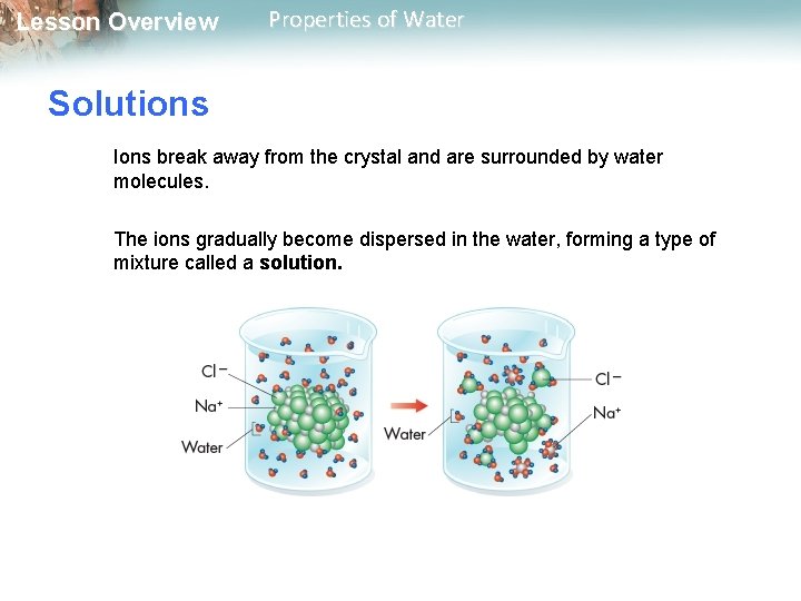 Lesson Overview Properties of Water Solutions Ions break away from the crystal and are