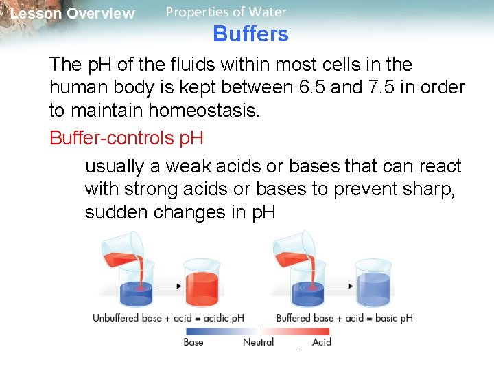 Lesson Overview Properties of Water Buffers The p. H of the fluids within most