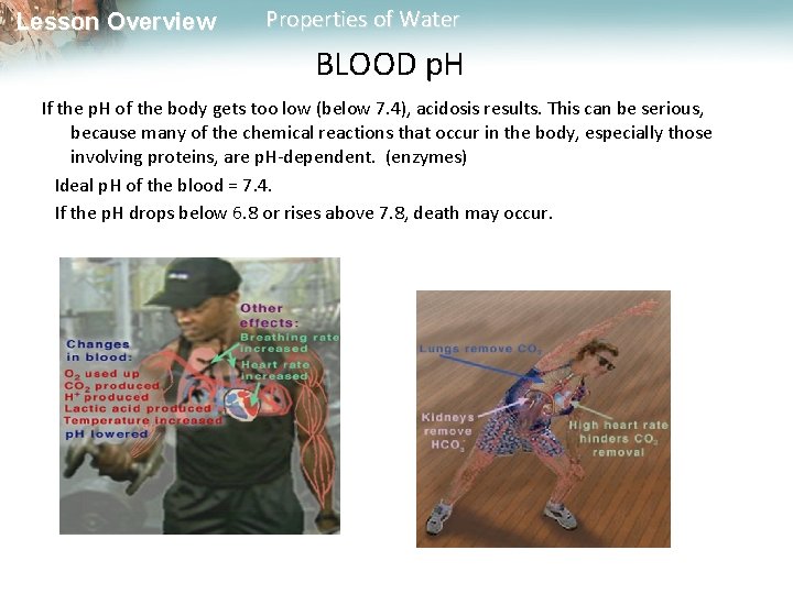 Lesson Overview Properties of Water BLOOD p. H If the p. H of the