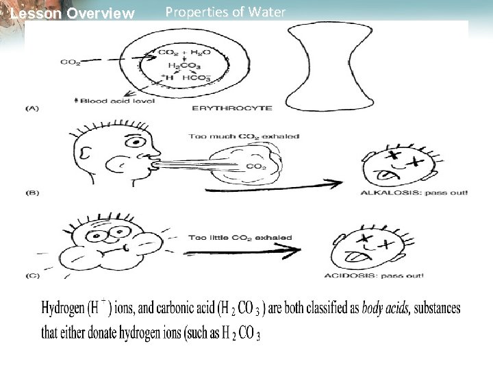 Lesson Overview Properties of Water 