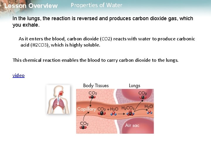 Lesson Overview Properties of Water In the lungs, the reaction is reversed and produces