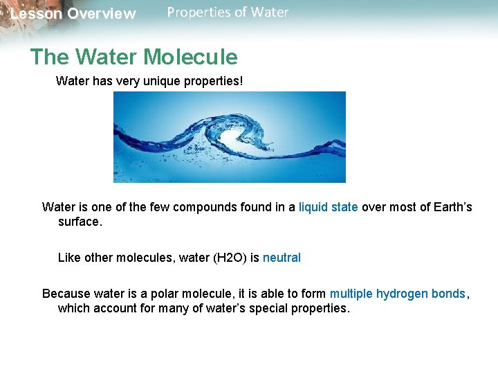 Lesson Overview Properties of Water The Water Molecule Water has very unique properties! Water