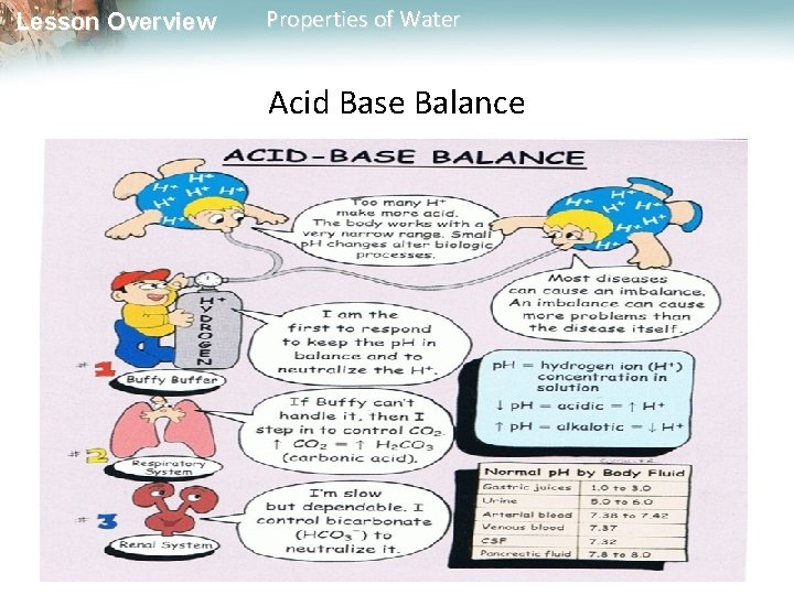 Lesson Overview Properties of Water Acid Base Balance 