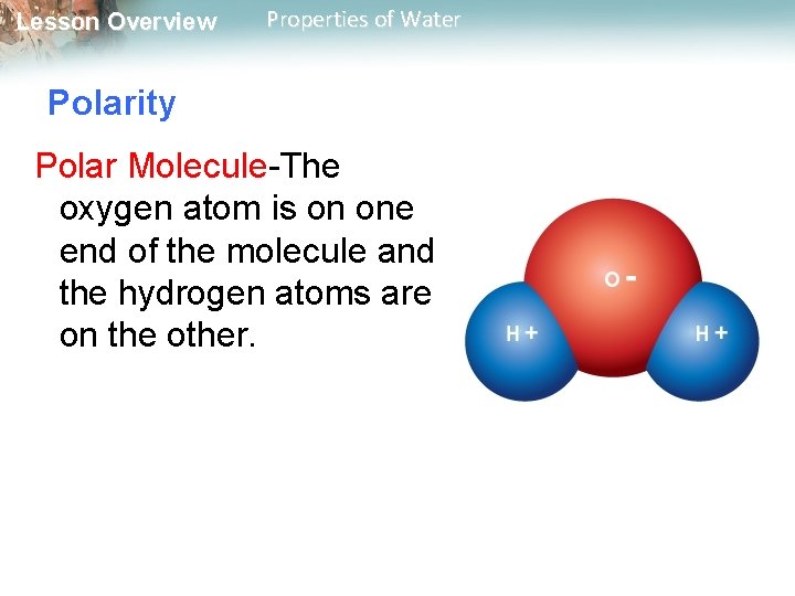 Lesson Overview Properties of Water Polarity Polar Molecule-The oxygen atom is on one end