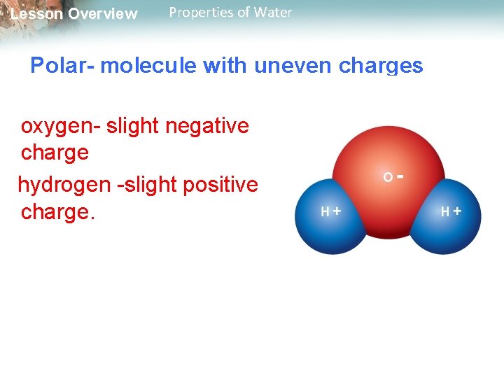 Lesson Overview Properties of Water Polar- molecule with uneven charges oxygen- slight negative charge