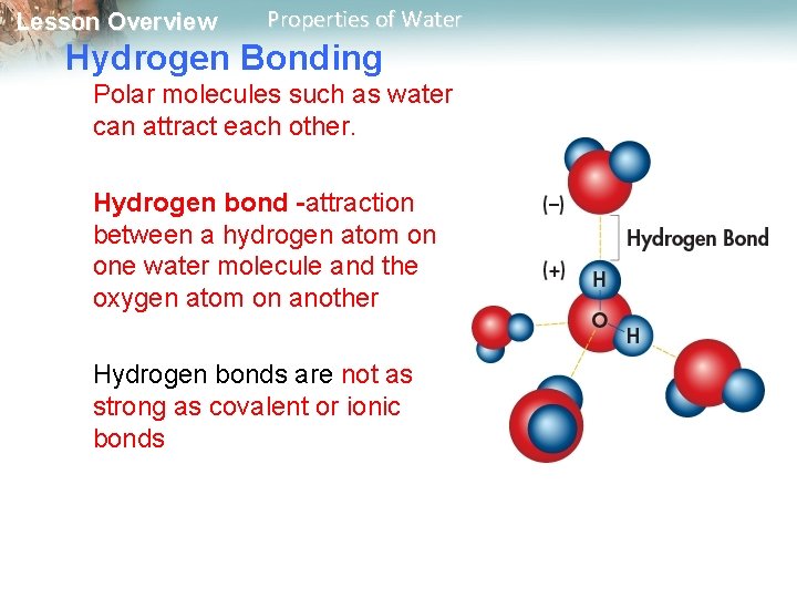 Lesson Overview Properties of Water Hydrogen Bonding Polar molecules such as water can attract