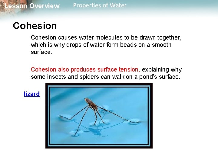 Lesson Overview Properties of Water Cohesion causes water molecules to be drawn together, which