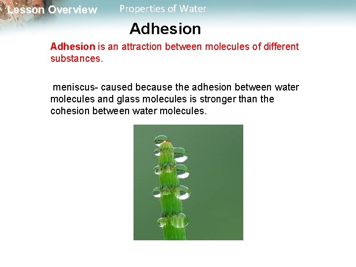 Lesson Overview Properties of Water Adhesion is an attraction between molecules of different substances.