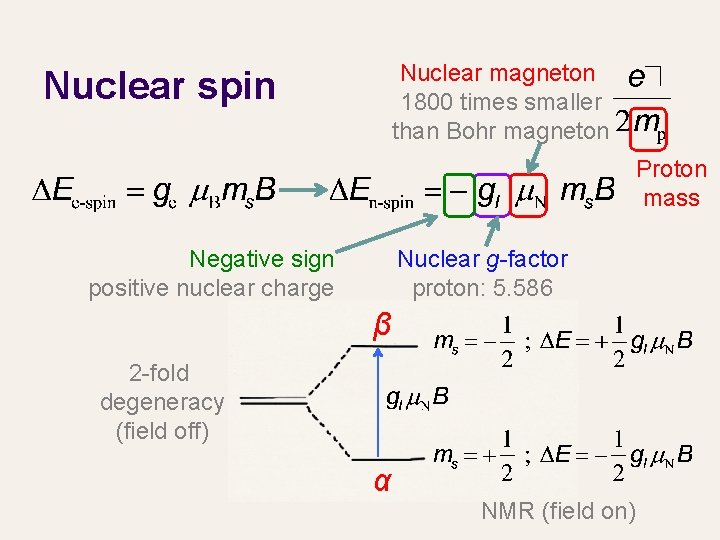 Nuclear magneton 1800 times smaller than Bohr magneton Nuclear spin Proton mass Negative sign
