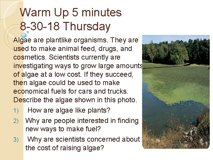 Warm Up 5 minutes 8 -30 -18 Thursday Algae are plantlike organisms. They are Warm Up 5 minutes 8 -30 -18 Thursday Algae are plantlike organisms. They are