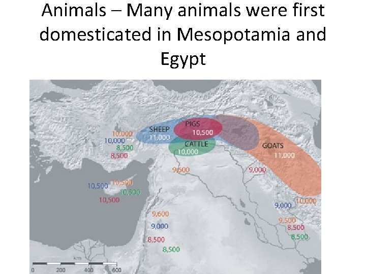 Animals – Many animals were first domesticated in Mesopotamia and Egypt Animals – Many animals were first domesticated in Mesopotamia and Egypt