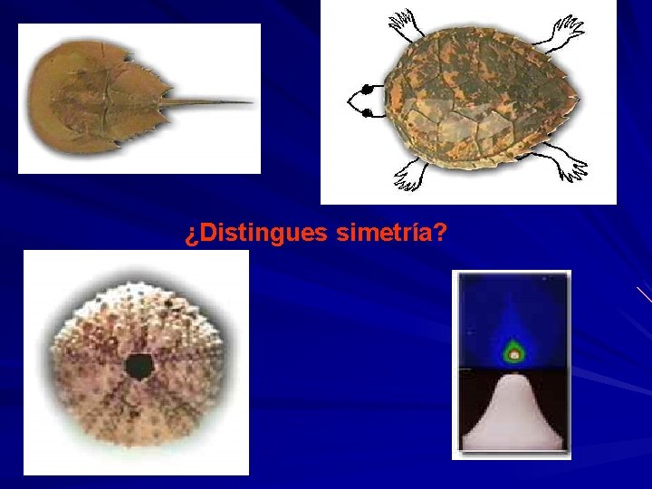 ¿Distingues simetría? 