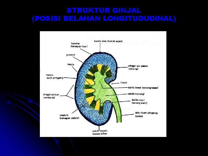 STRUKTUR GINJAL (POSISI BELAHAN LONGITUDUDINAL) STRUKTUR GINJAL (POSISI BELAHAN LONGITUDUDINAL)