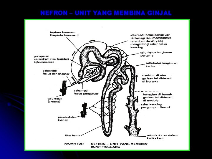 NEFRON – UNIT YANG MEMBINA GINJAL NEFRON – UNIT YANG MEMBINA GINJAL