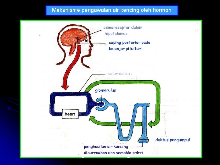 Mekanisme pengawalan air kencing oleh hormon Mekanisme pengawalan air kencing oleh hormon