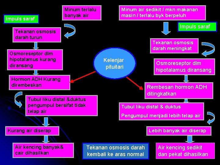 Impuls saraf Minum terlalu banyak air Minum air sedikit / mkn makanan masin / Impuls saraf Minum terlalu banyak air Minum air sedikit / mkn makanan masin /