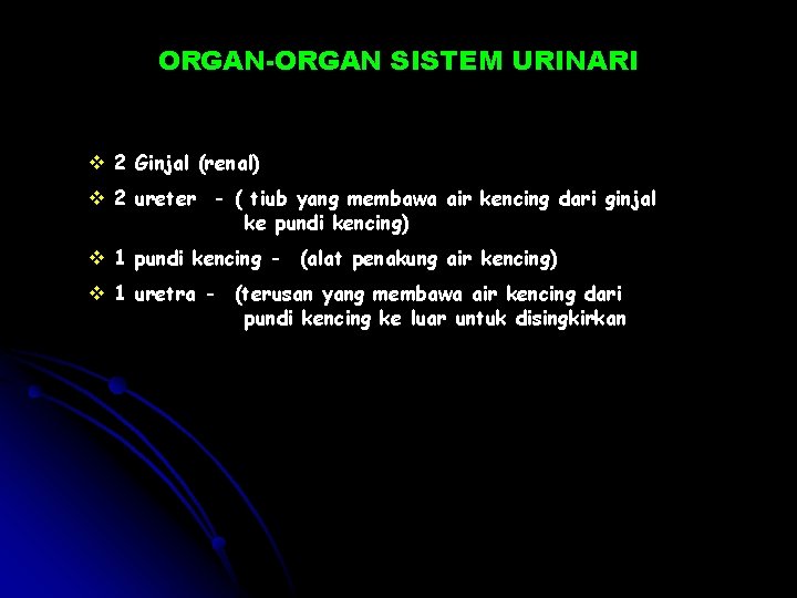 ORGAN-ORGAN SISTEM URINARI v 2 Ginjal (renal) v 2 ureter - ( tiub yang ORGAN-ORGAN SISTEM URINARI v 2 Ginjal (renal) v 2 ureter - ( tiub yang