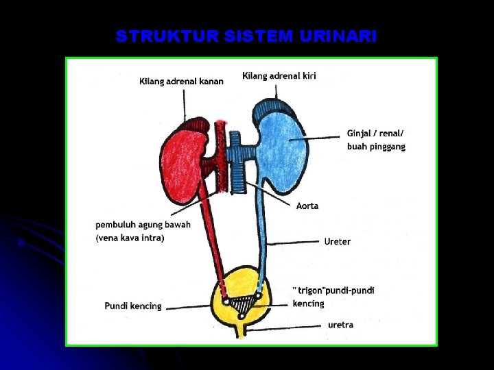 STRUKTUR SISTEM URINARI STRUKTUR SISTEM URINARI
