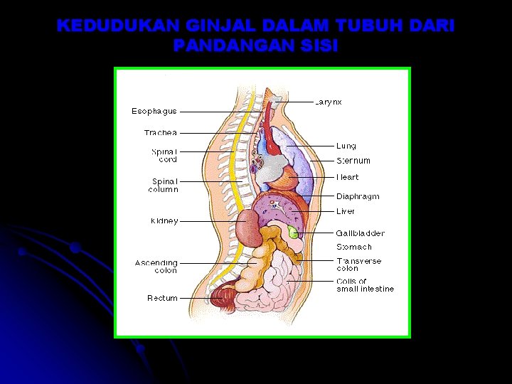 KEDUDUKAN GINJAL DALAM TUBUH DARI PANDANGAN SISI KEDUDUKAN GINJAL DALAM TUBUH DARI PANDANGAN SISI