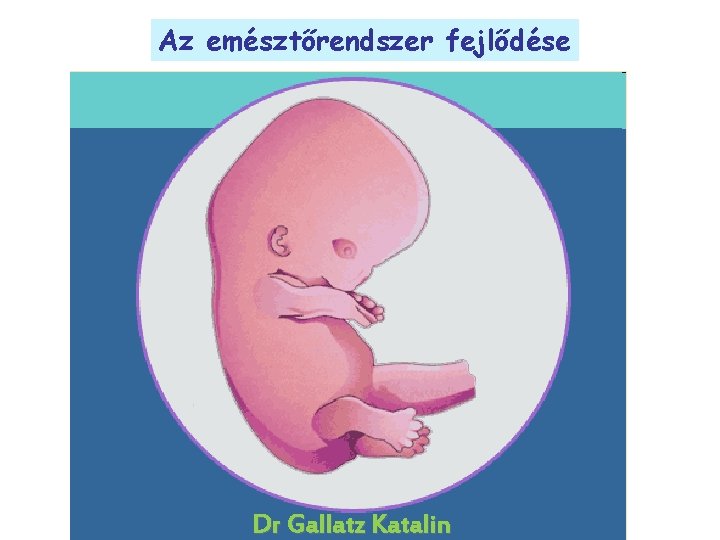 Az emésztőrendszer fejlődése Dr Gallatz Katalin 