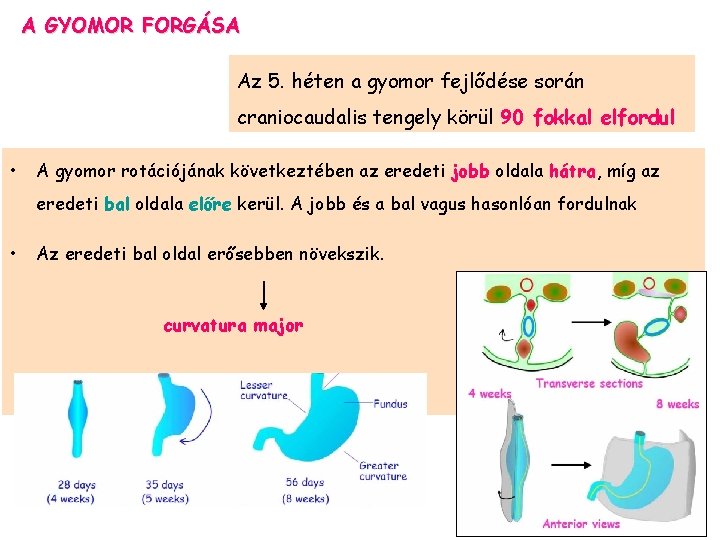 A GYOMOR FORGÁSA Az 5. héten a gyomor fejlődése során craniocaudalis tengely körül 90