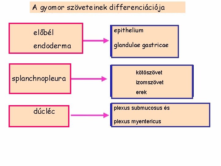 A gyomor szöveteinek differenciációja előbél epithelium endoderma glandulae gastricae splanchnopleura kötőszövet izomszövet erek dúcléc