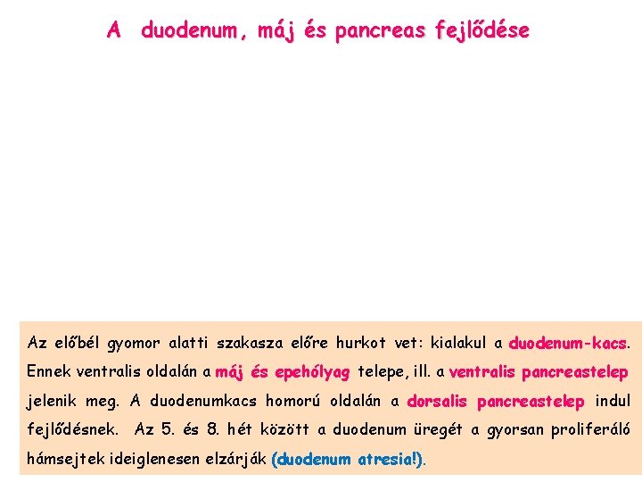 A duodenum, máj és pancreas fejlődése Az előbél gyomor alatti szakasza előre hurkot vet: