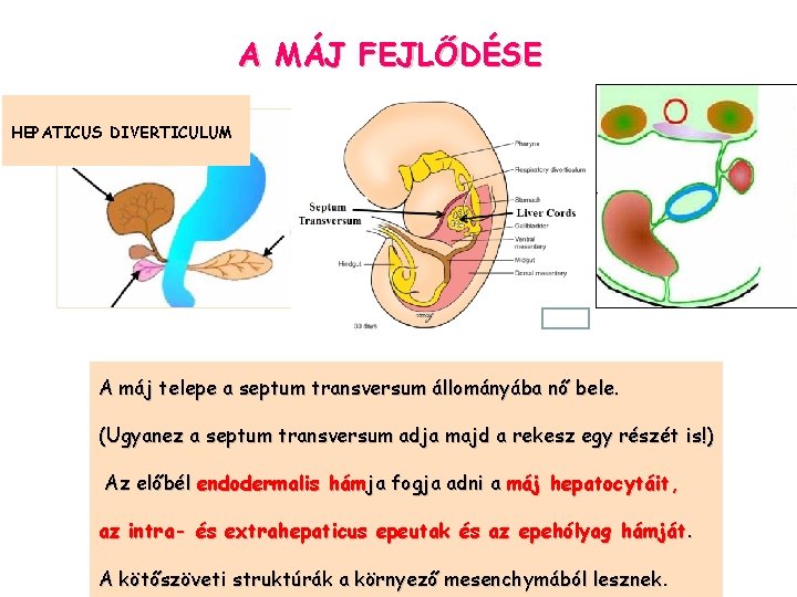 A MÁJ FEJLŐDÉSE HEPATICUS DIVERTICULUM A máj telepe a septum transversum állományába nő bele.