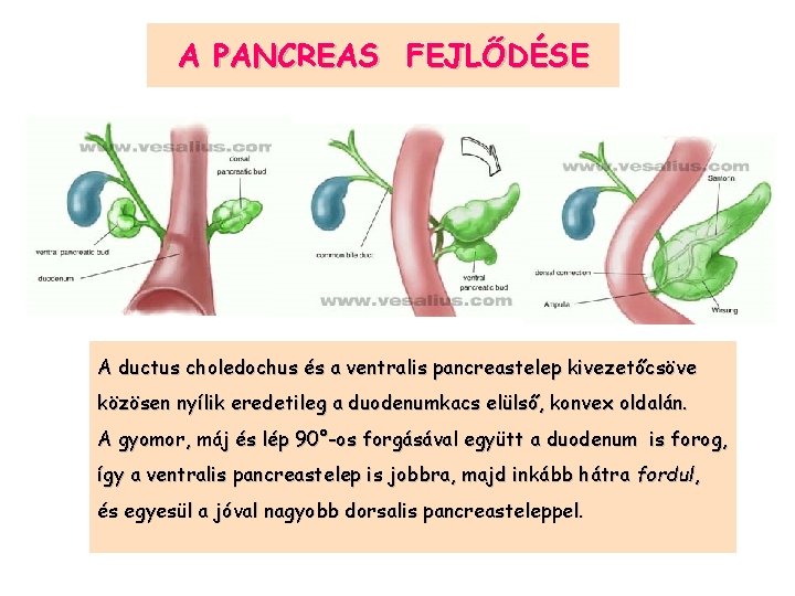 A PANCREAS FEJLŐDÉSE A ductus choledochus és a ventralis pancreastelep kivezetőcsöve közösen nyílik eredetileg