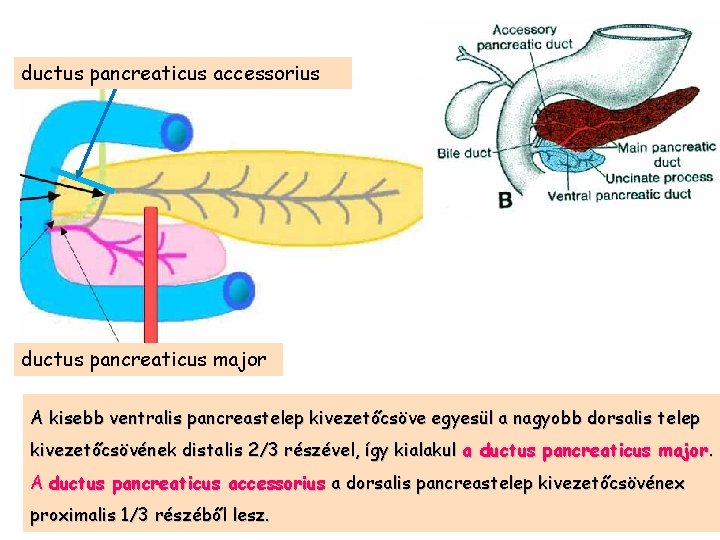 ductus pancreaticus accessorius ductus pancreaticus major A kisebb ventralis pancreastelep kivezetőcsöve egyesül a nagyobb