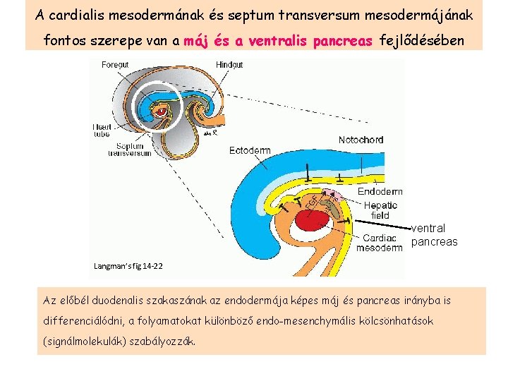 A cardialis mesodermának és septum transversum mesodermájának fontos szerepe van a máj és a