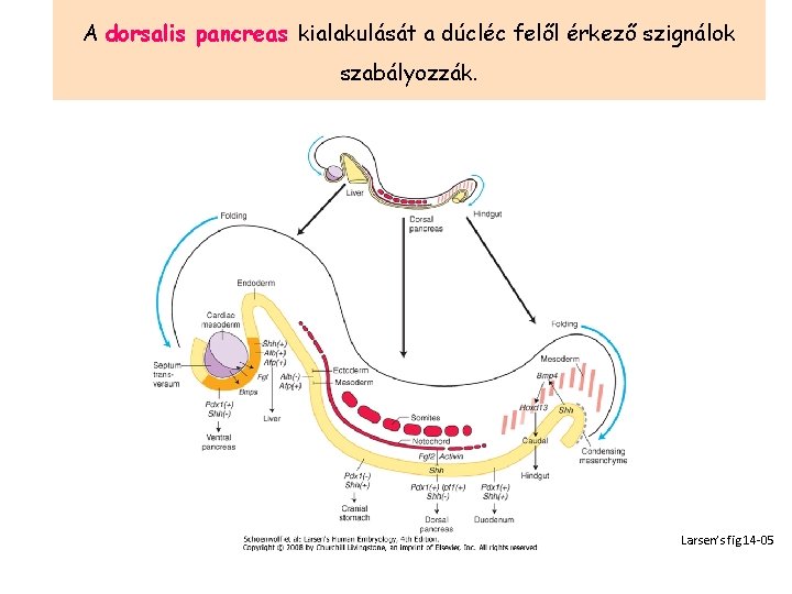 A dorsalis pancreas kialakulását a dúcléc felől érkező szignálok szabályozzák. Larsen’s fig 14 -05
