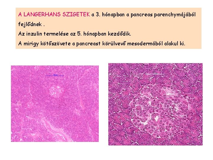 A LANGERHANS SZIGETEK a 3. hónapban a pancreas parenchymájából fejlődnek. Az inzulin termelése az