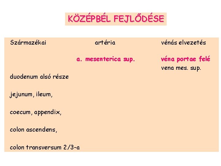 KÖZÉPBÉL FEJLŐDÉSE Származékai artéria a. mesenterica sup. duodenum alsó része jejunum, ileum, coecum, appendix,