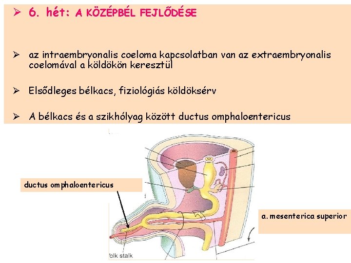 Ø 6. hét: A KÖZÉPBÉL FEJLŐDÉSE Ø az intraembryonalis coeloma kapcsolatban van az extraembryonalis