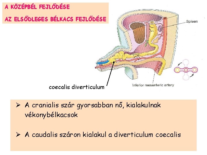 A KÖZÉPBÉL FEJLŐDÉSE AZ ELSŐDLEGES BÉLKACS FEJLŐDÉSE coecalis diverticulum Ø A cranialis szár gyorsabban