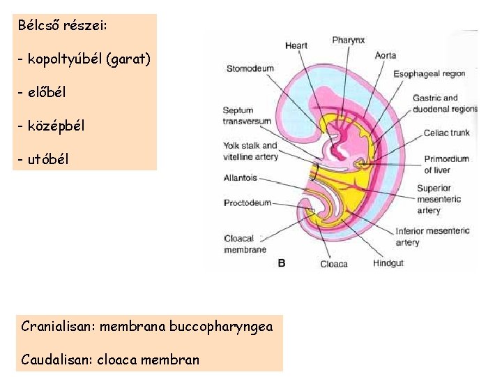 Bélcső részei: - kopoltyúbél (garat) - előbél - középbél - utóbél Cranialisan: membrana buccopharyngea