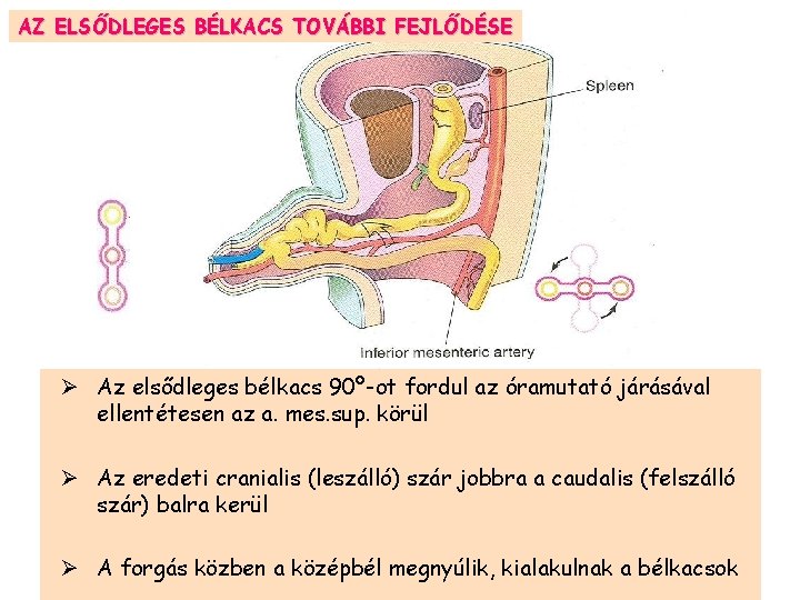 AZ ELSŐDLEGES BÉLKACS TOVÁBBI FEJLŐDÉSE Ø Az elsődleges bélkacs 90º-ot fordul az óramutató járásával