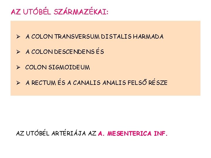 AZ UTÓBÉL SZÁRMAZÉKAI: Ø A COLON TRANSVERSUM DISTALIS HARMADA Ø A COLON DESCENDENS ÉS