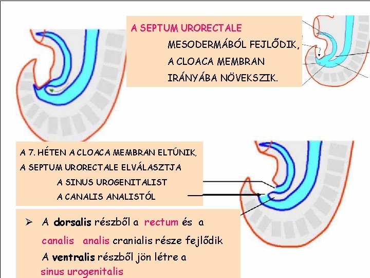 A SEPTUM URORECTALE MESODERMÁBÓL FEJLŐDIK, A CLOACA MEMBRAN IRÁNYÁBA NÖVEKSZIK. A 7. HÉTEN A