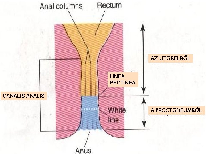 AZ UTÓBÉLBŐL LINEA PECTINEA CANALIS A PROCTODEUMBÓL 